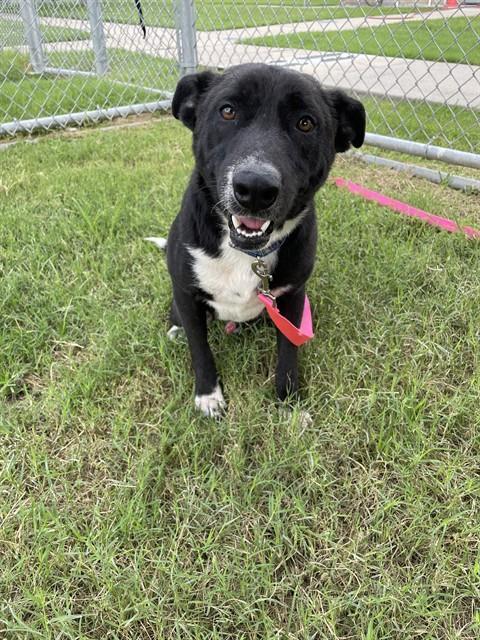 Enlarge CHICO, a Adoptable mixed breed in Corpus Christi, TX image 1/1