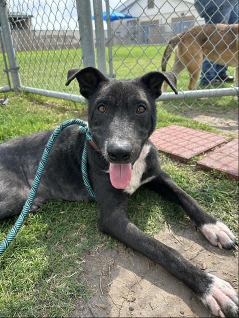 Enlarge CHICO, a Adoptable mixed breed in Corpus Christi, TX image 1/1