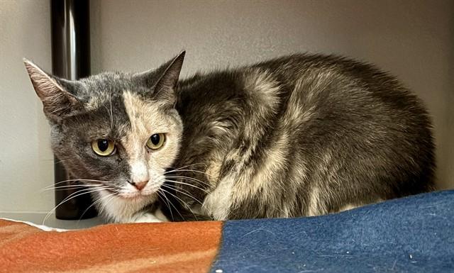 CLARICE, Adoptable, Young Female Domestic Short Hair.