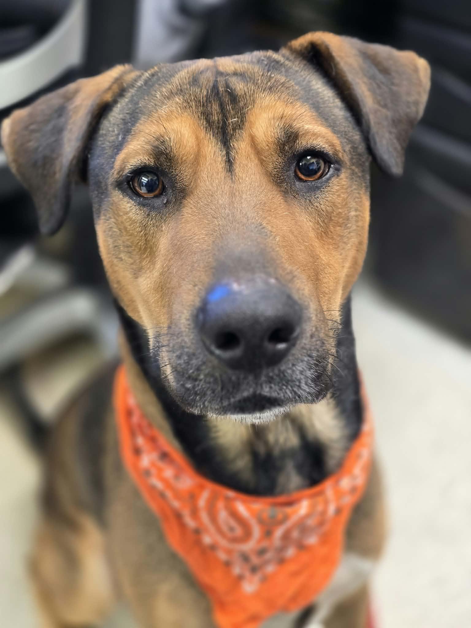 Enlarge Randy, a Adoptable mixed breed in Grants Pass, OR image 2/4