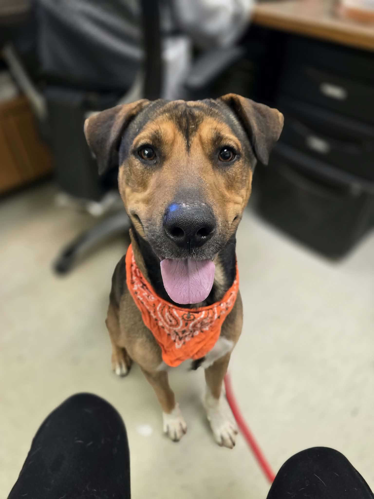 Enlarge Randy, a Adoptable mixed breed in Grants Pass, OR image 4/4