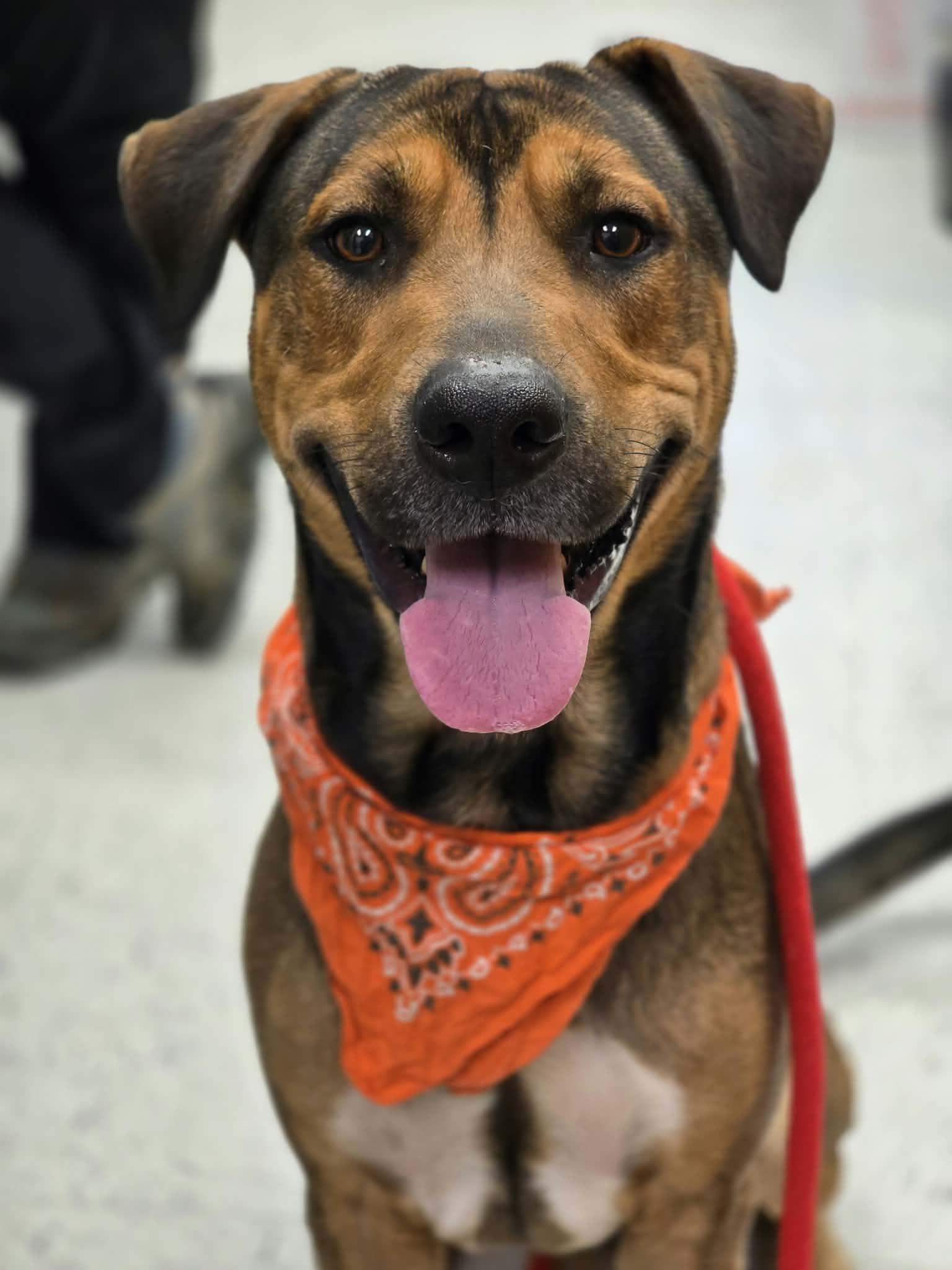 Enlarge Randy, a Adoptable mixed breed in Grants Pass, OR image 1/4