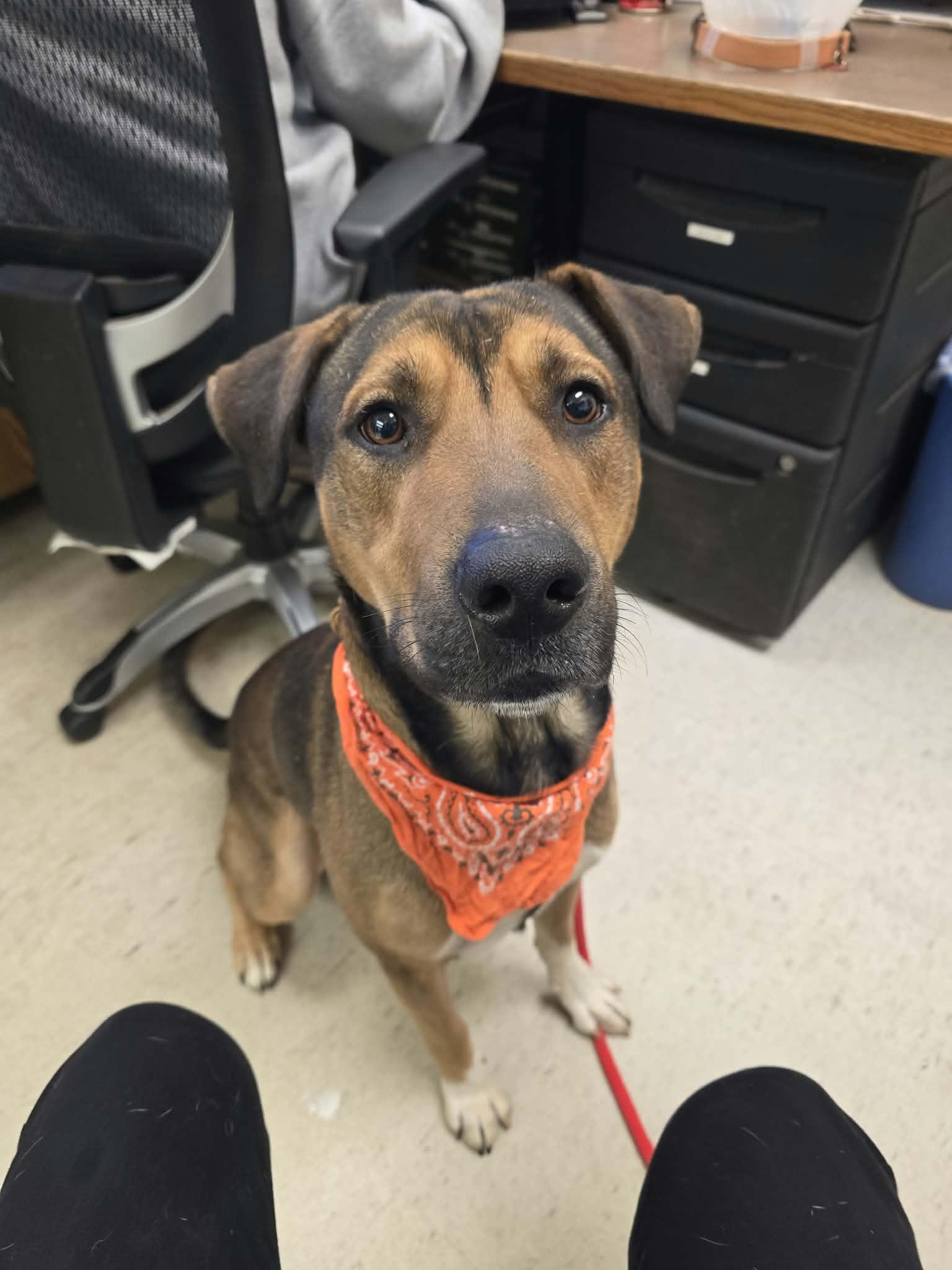 Enlarge Randy, a Adoptable mixed breed in Grants Pass, OR image 3/4