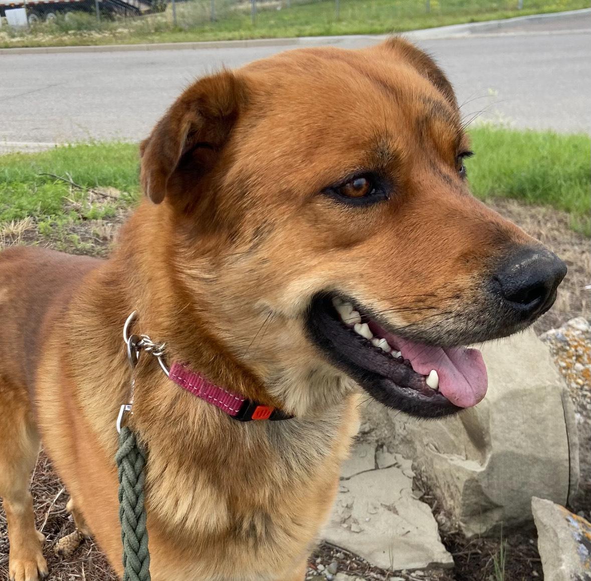 Enlarge Rusty, a Adoptable mixed breed in Claresholm, AB image 1/1