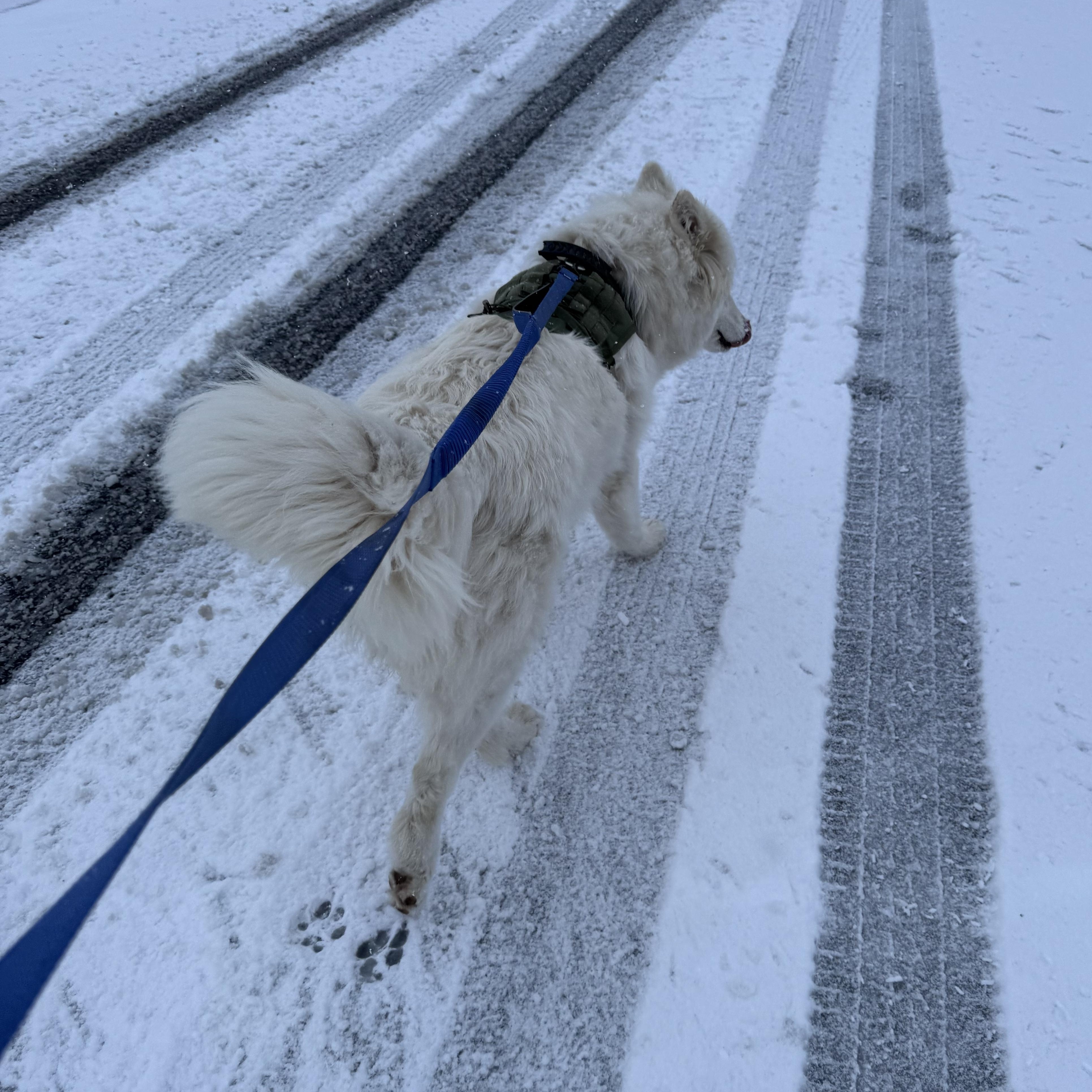 Luna, an adoptable Great Pyrenees, Siberian Husky in Klamath Falls, OR, 97603 | Photo Image 2