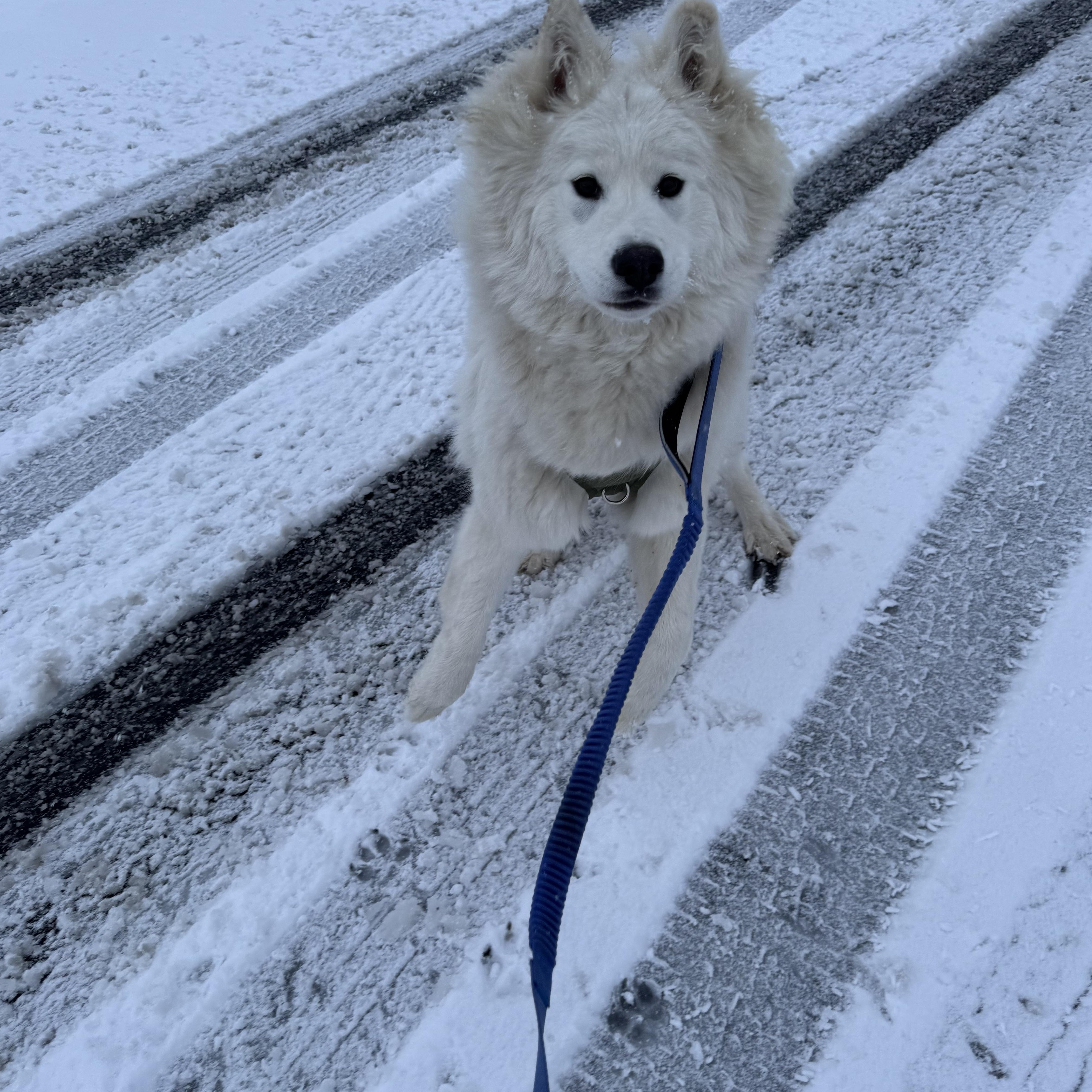 Luna, an adoptable Great Pyrenees, Siberian Husky in Klamath Falls, OR, 97603 | Photo Image 3