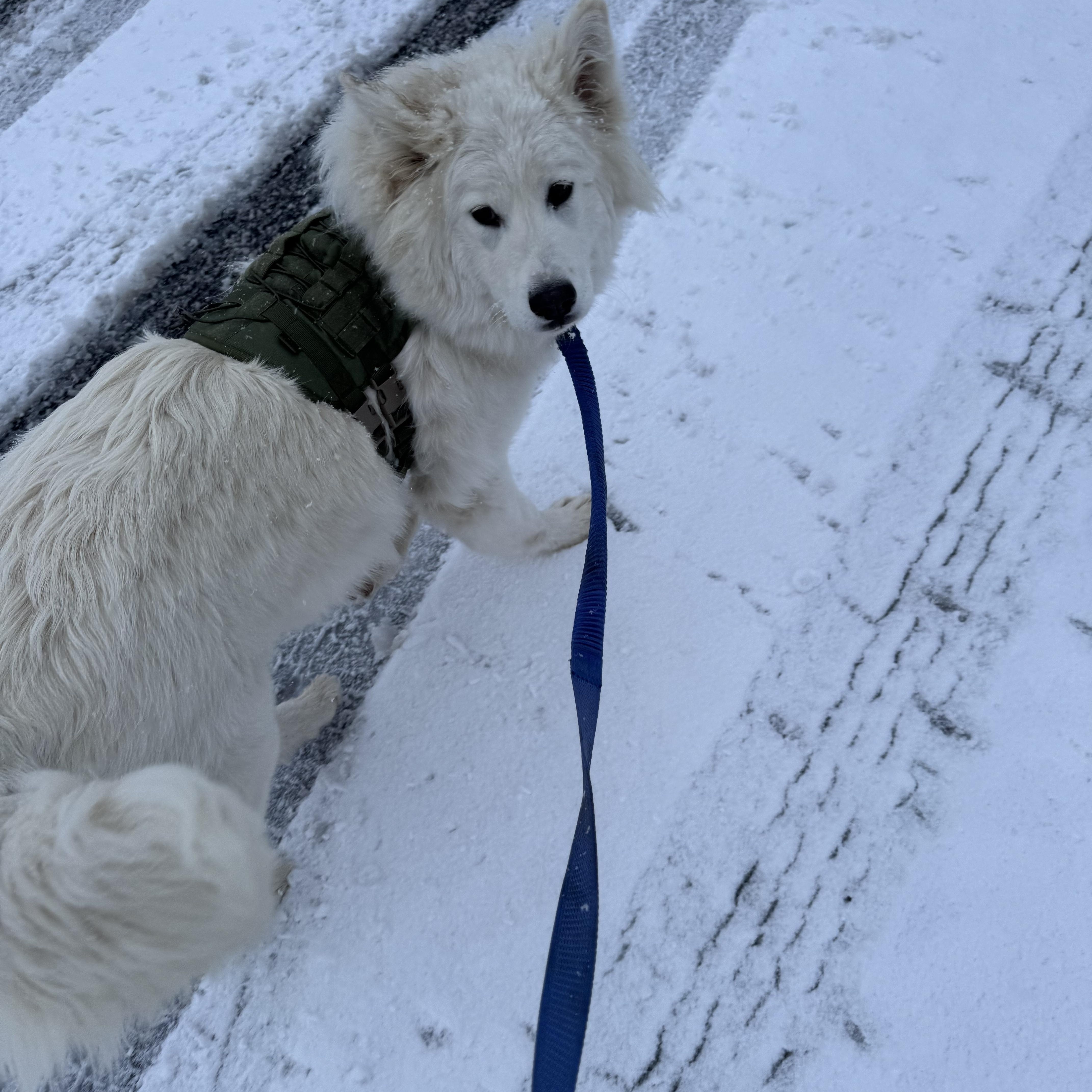 Luna, an adoptable Great Pyrenees, Siberian Husky in Klamath Falls, OR, 97603 | Photo Image 1