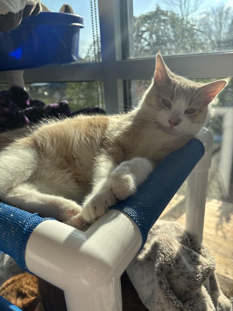 Bon Bon, Adoptable, Adult Male Domestic Short Hair.