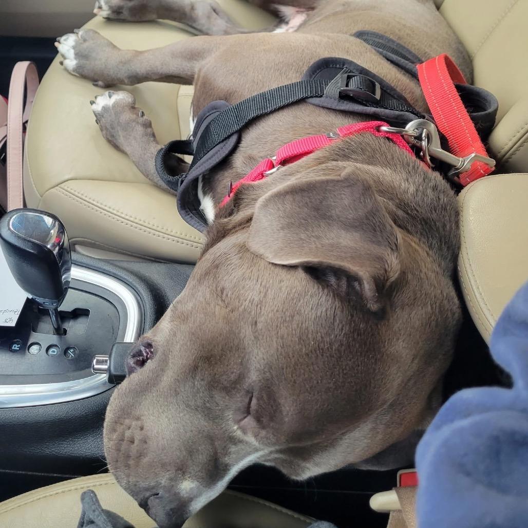 Hoss, Adoptable, Adult Male American Staffordshire Terrier.