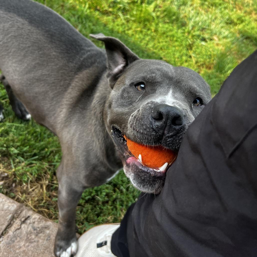 Enlarge Hoss, a Adoptable American Staffordshire Terrier in Harrisville, WV image 2/6
