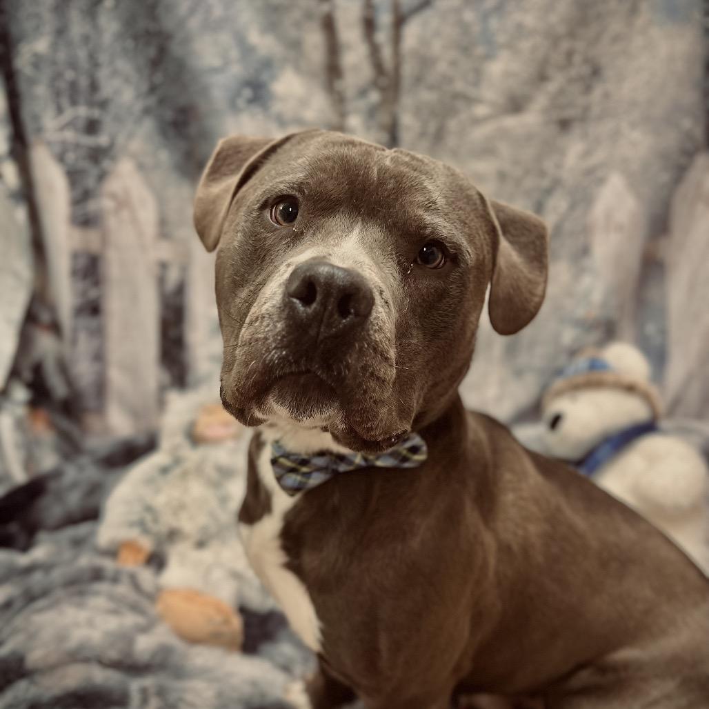 Enlarge Hoss, a Adoptable American Staffordshire Terrier in Harrisville, WV image 2/4