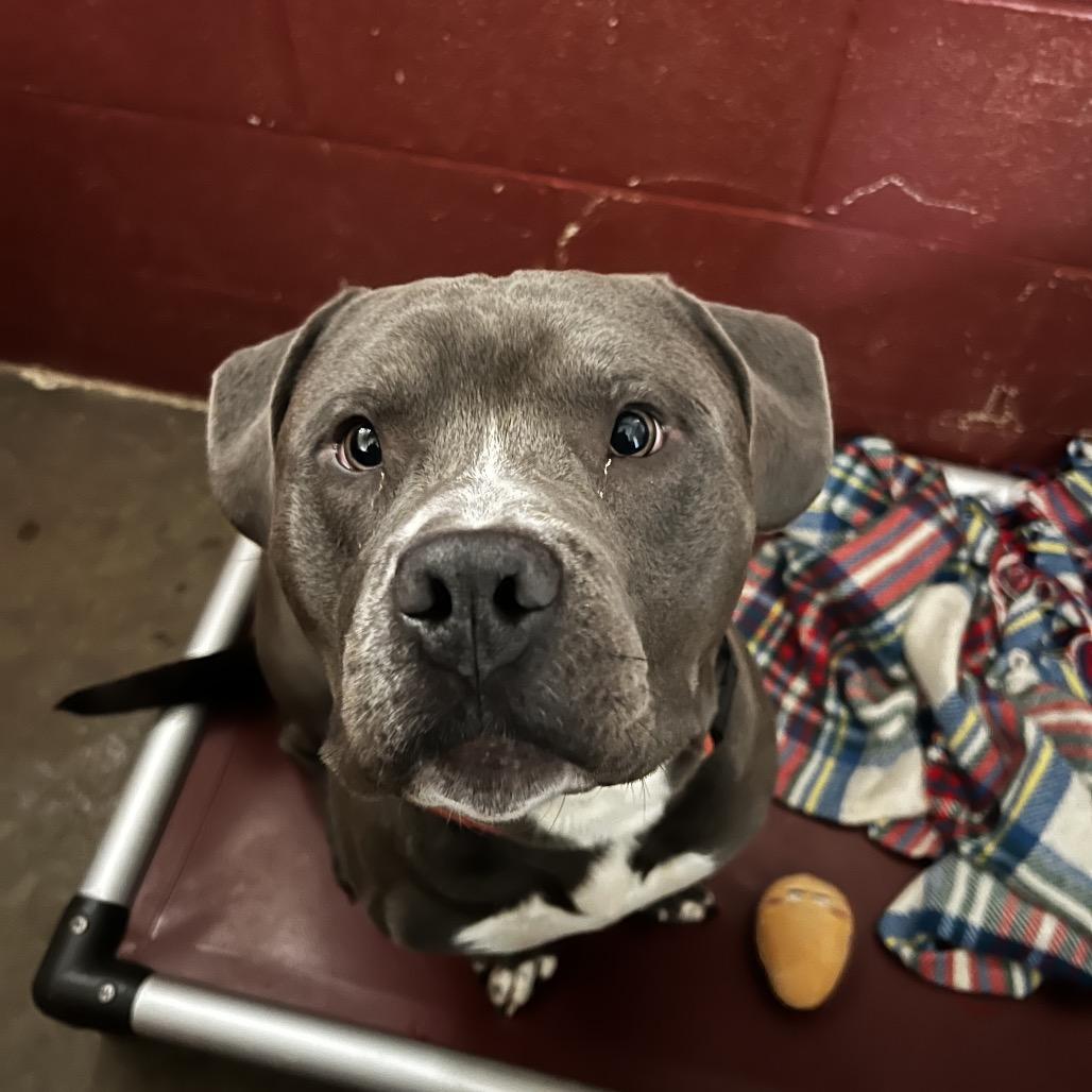 Enlarge Hoss, a Adoptable American Staffordshire Terrier in Harrisville, WV image 2/3