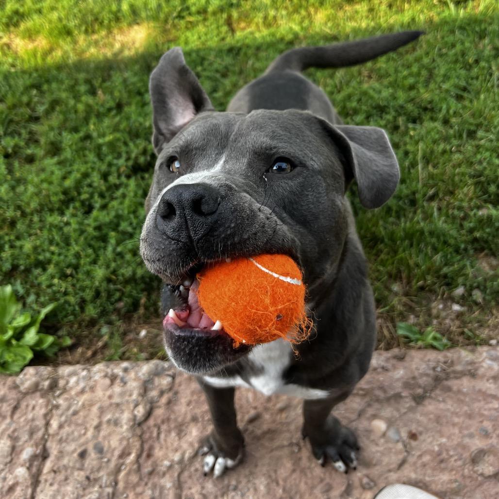 Enlarge Hoss, a Adoptable American Staffordshire Terrier in Harrisville, WV image 5/6