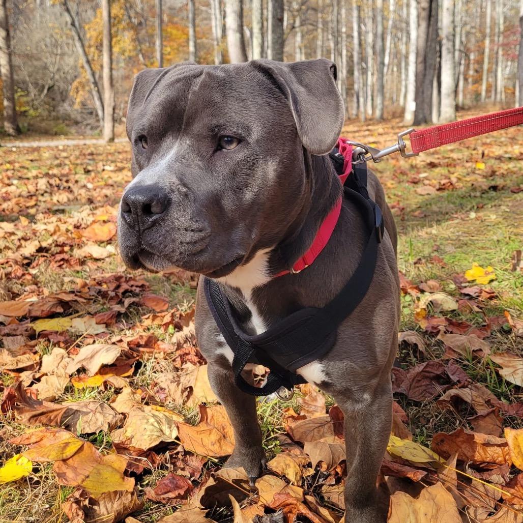 Enlarge Hoss, a Adoptable American Staffordshire Terrier in Harrisville, WV image 3/3