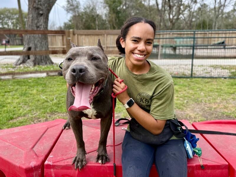 Blu True best friend to you, Adoptable, Adult Male American Bulldog & Pit Bull Terrier.