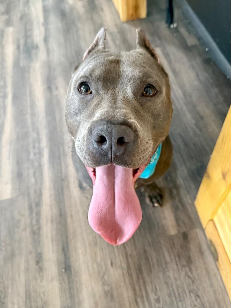 Enlarge Blu True best friend to you, a Adoptable mixed breed in Friendswood, TX image 2/6