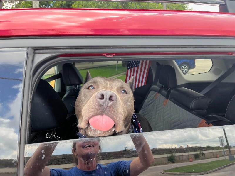 Enlarge Blu True best friend to you, a Adoptable mixed breed in Friendswood, TX image 3/6