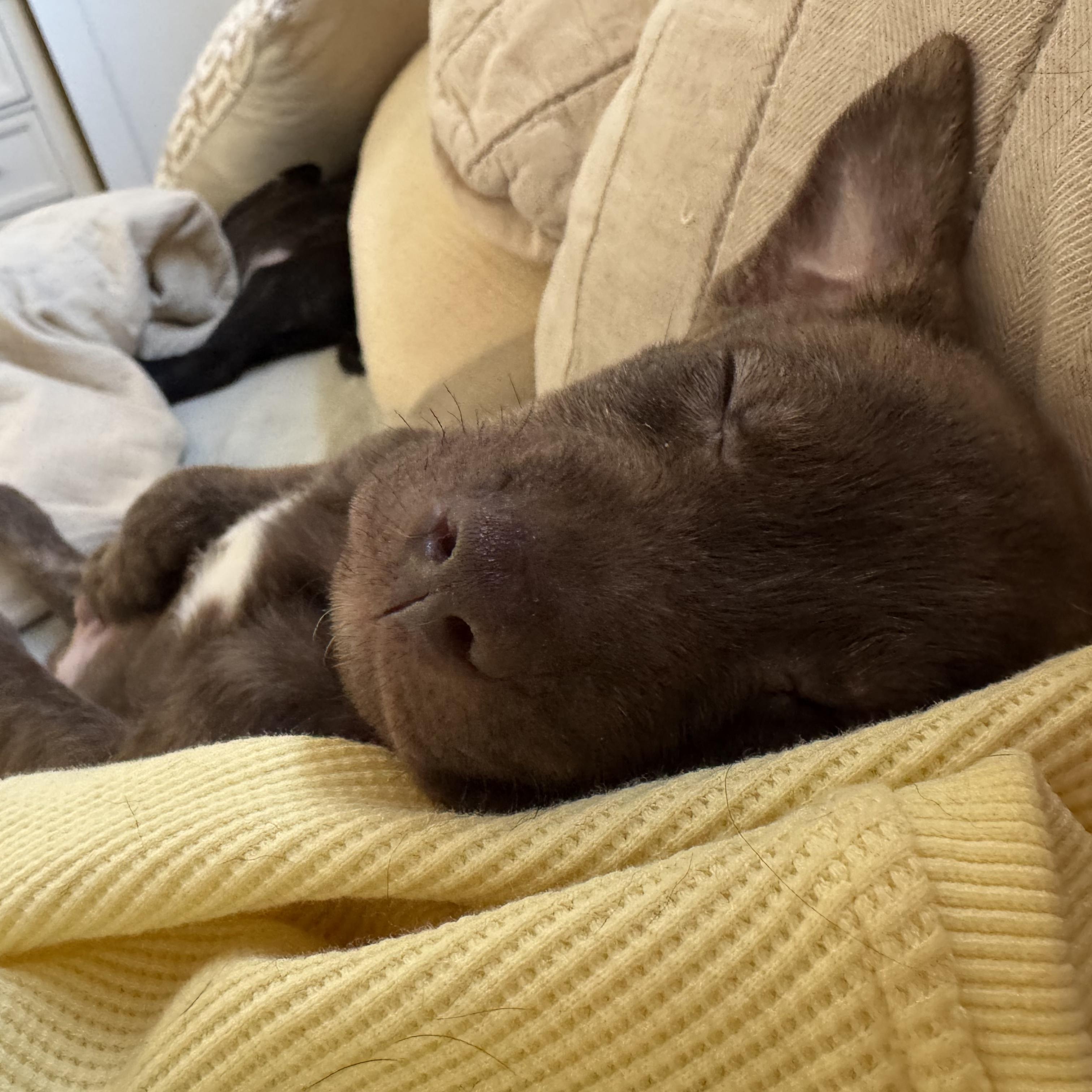 Enlarge HERSHEY!, a Adoptable mixed breed in South Lake Tahoe, CA image 5/5