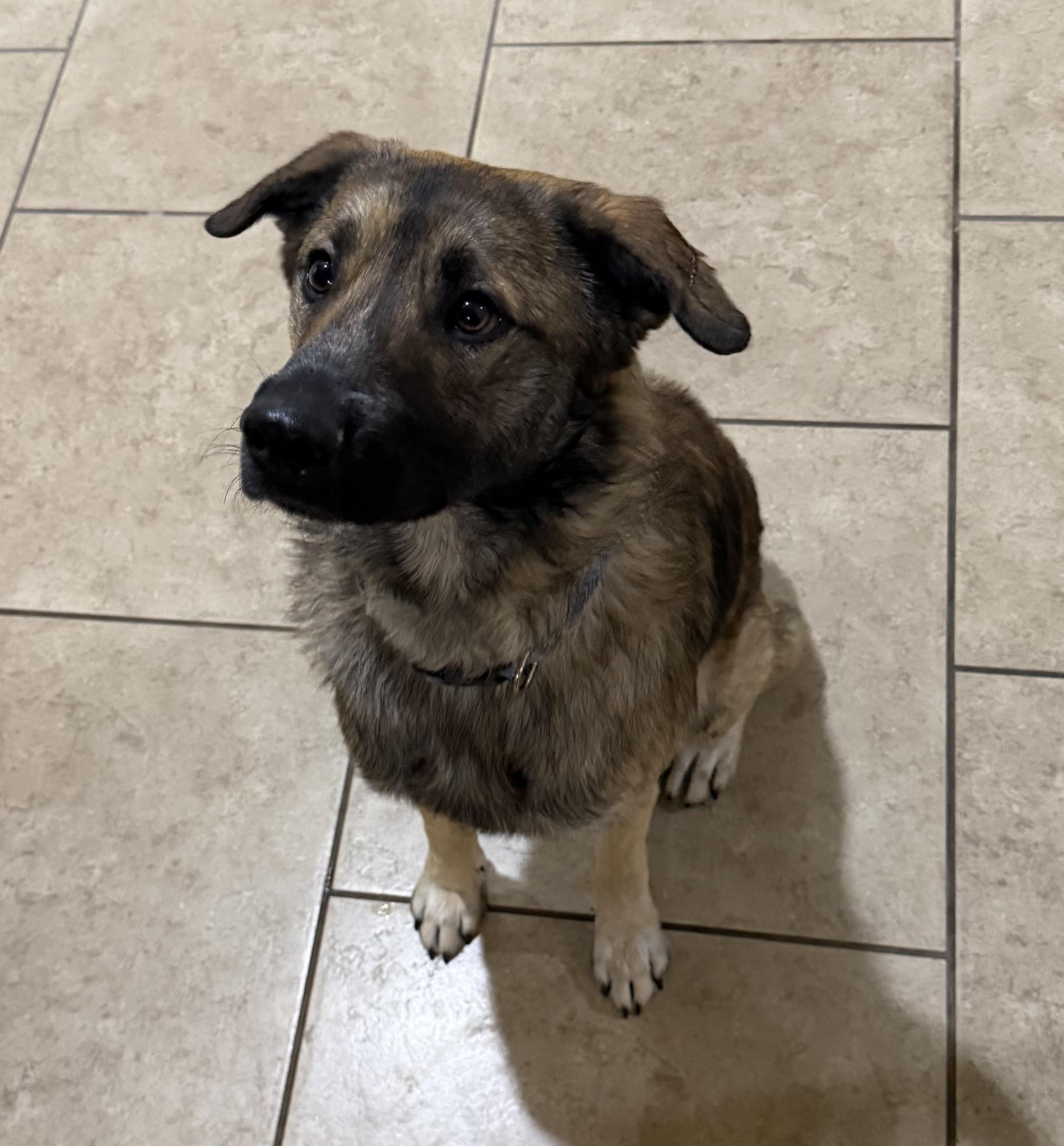 Bandit, Adoptable, Young Male German Shepherd Dog.