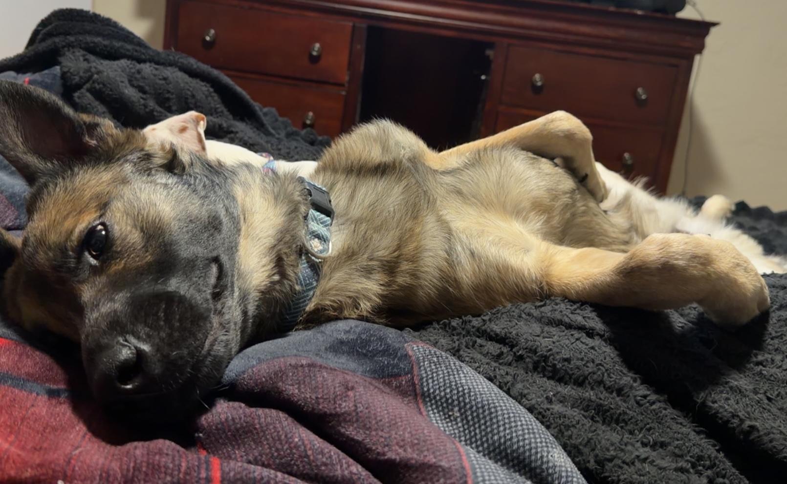 Enlarge Bandit, a Adoptable German Shepherd Dog in Scottsdale, AZ image 2/3
