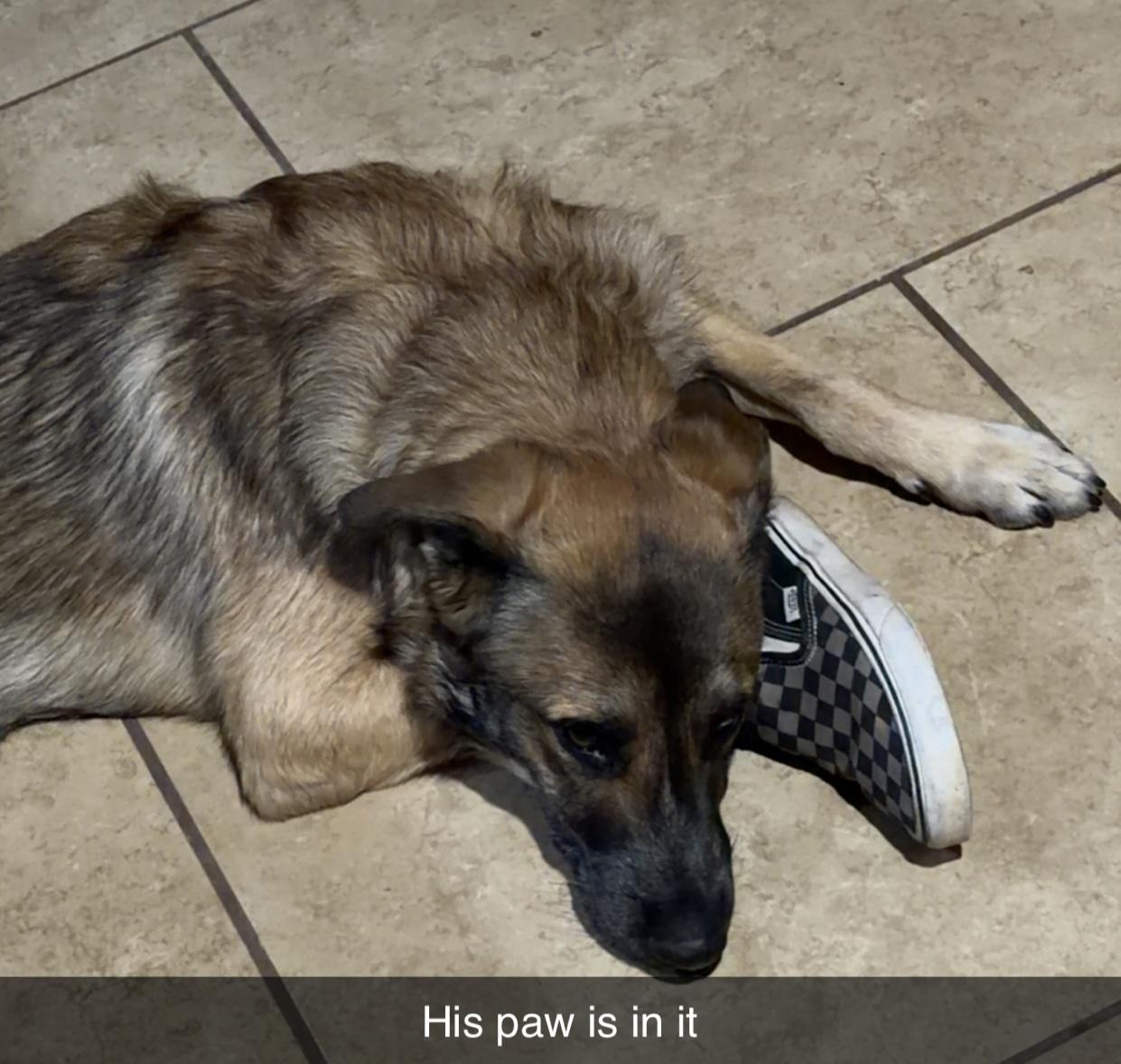 Enlarge Bandit, a Adoptable German Shepherd Dog in Scottsdale, AZ image 3/3