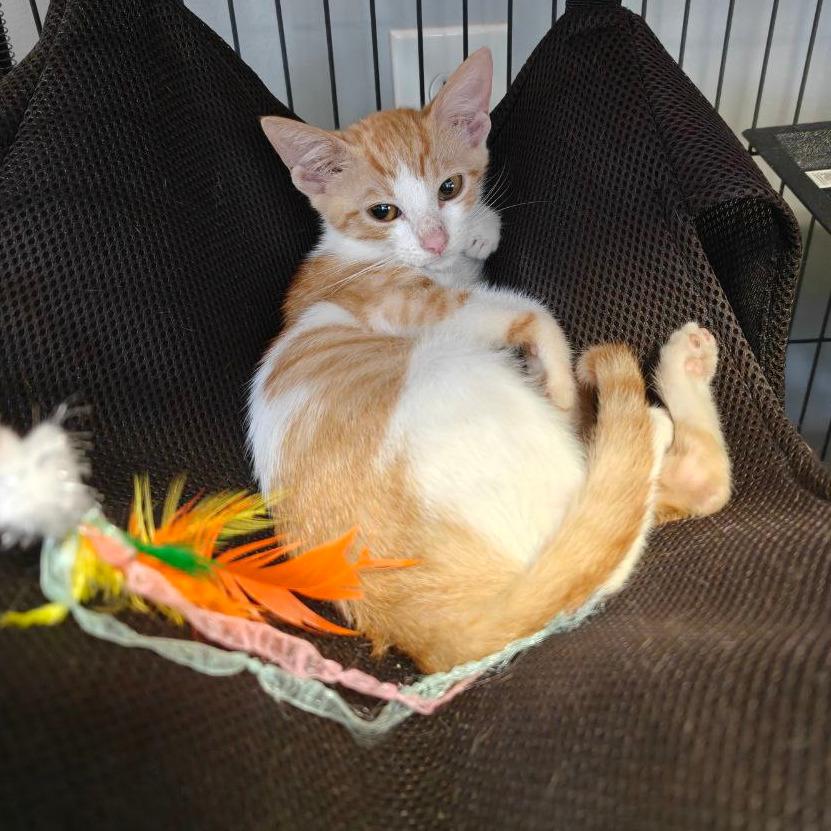 Enlarge Kumquat, a Adoptable Domestic Short Hair in New Orleans, LA image 1/5