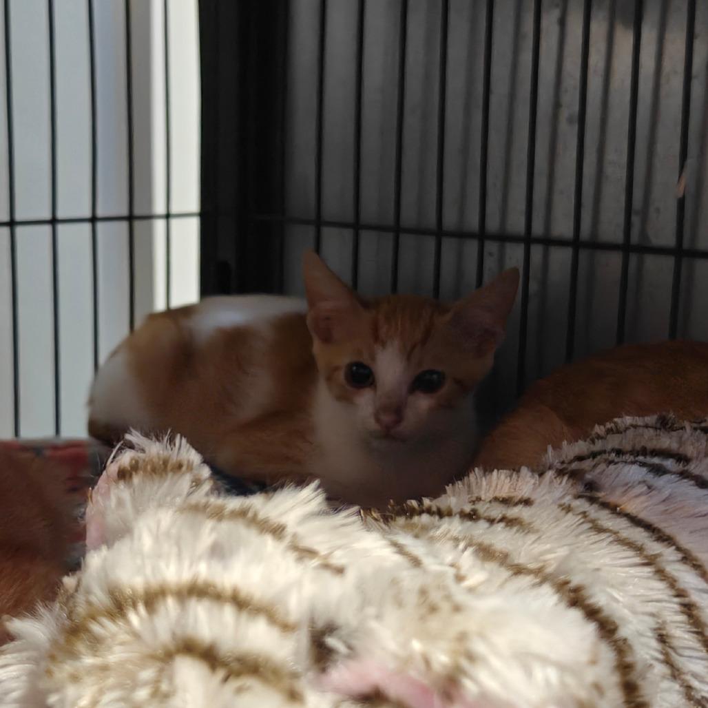 Enlarge Kumquat, a Adoptable Domestic Short Hair in New Orleans, LA image 2/5