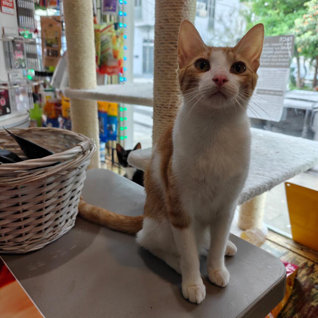 Enlarge Kumquat, a Adoptable Domestic Short Hair in New Orleans, LA image 3/6