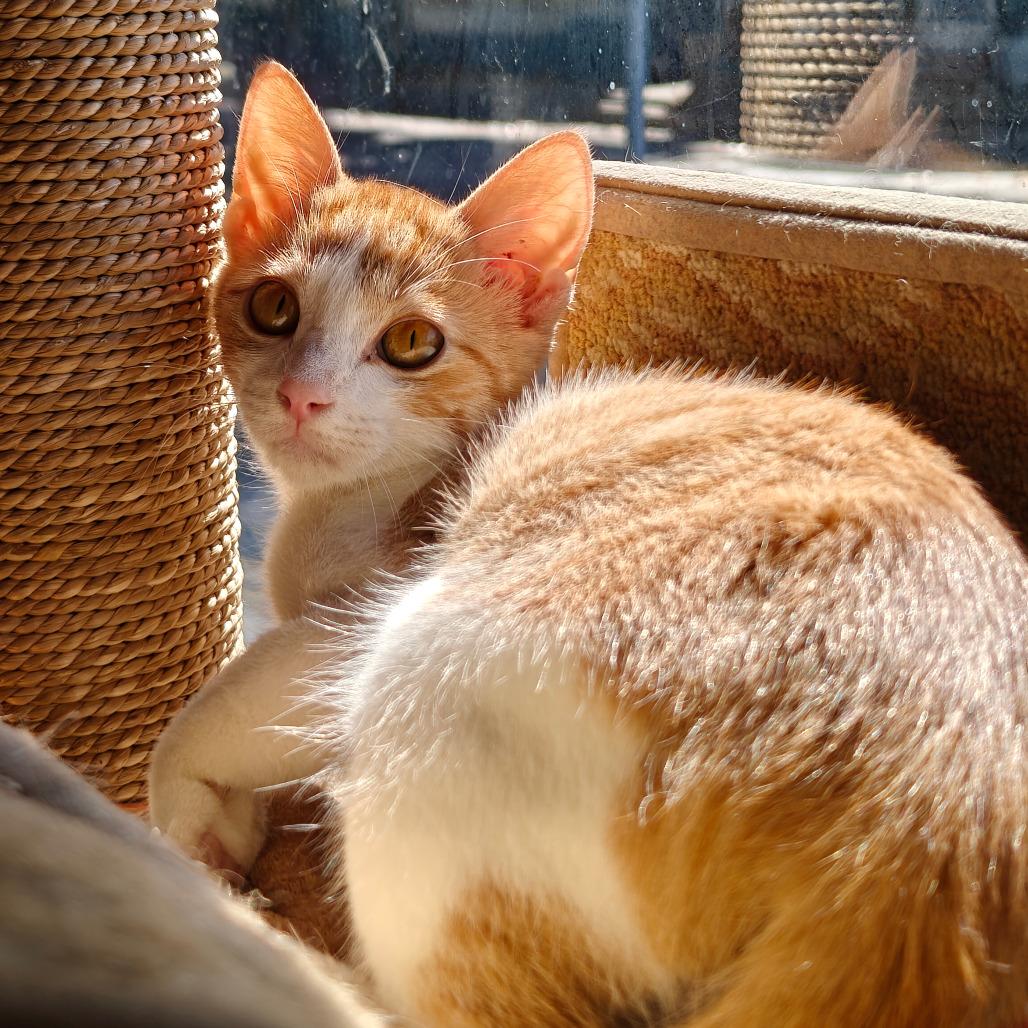 Enlarge Kumquat, a Adoptable Domestic Short Hair in New Orleans, LA image 3/5