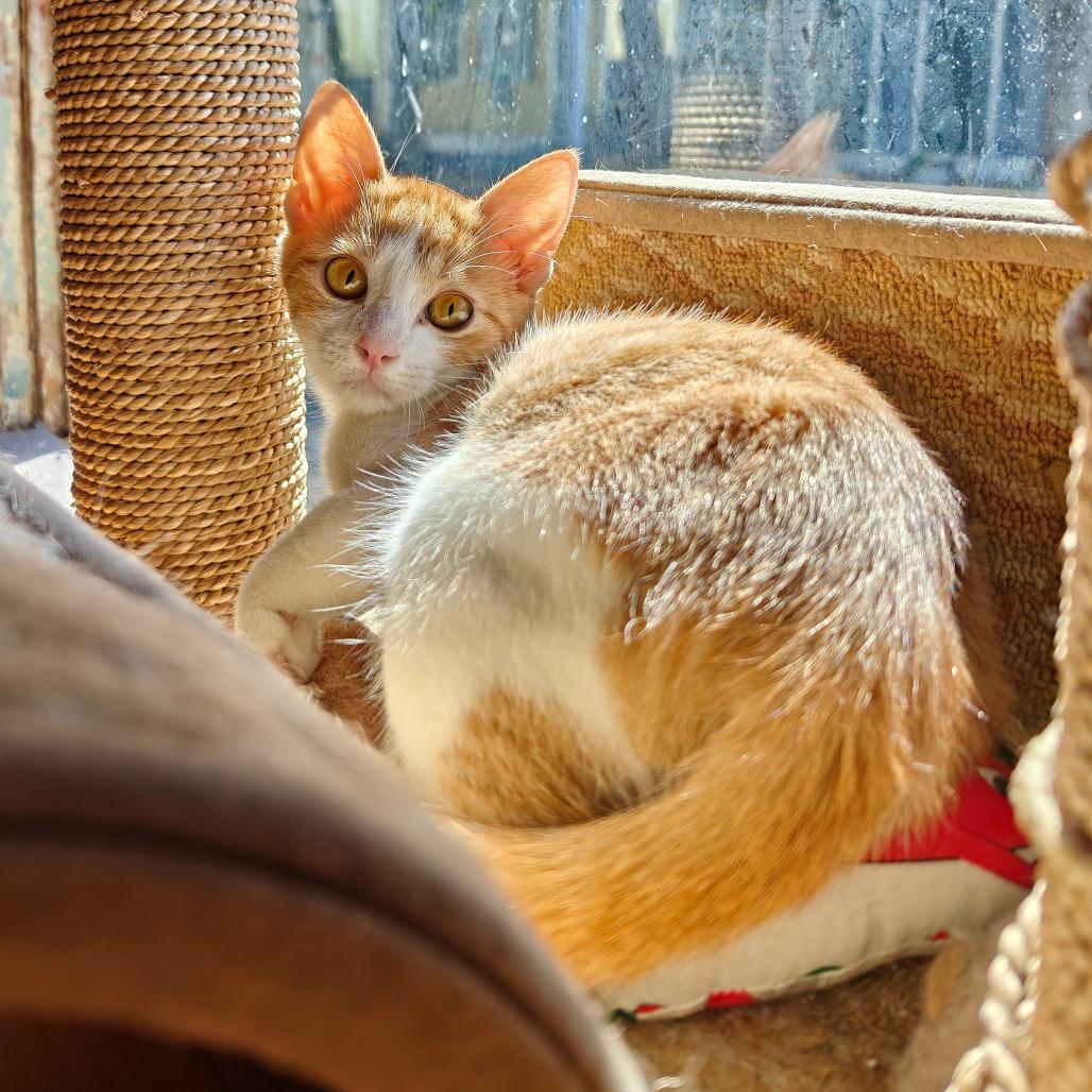 Enlarge Kumquat, a Adoptable Domestic Short Hair in New Orleans, LA image 5/5