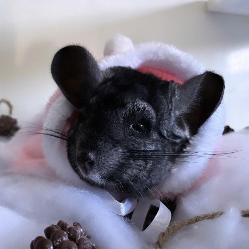Enlarge Viola, a Adoptable Chinchilla in Manchester, CT image 1/5