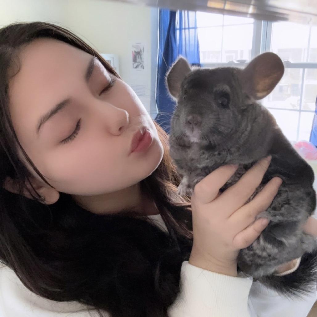 Enlarge Viola, a Adoptable Chinchilla in Manchester, CT image 2/5