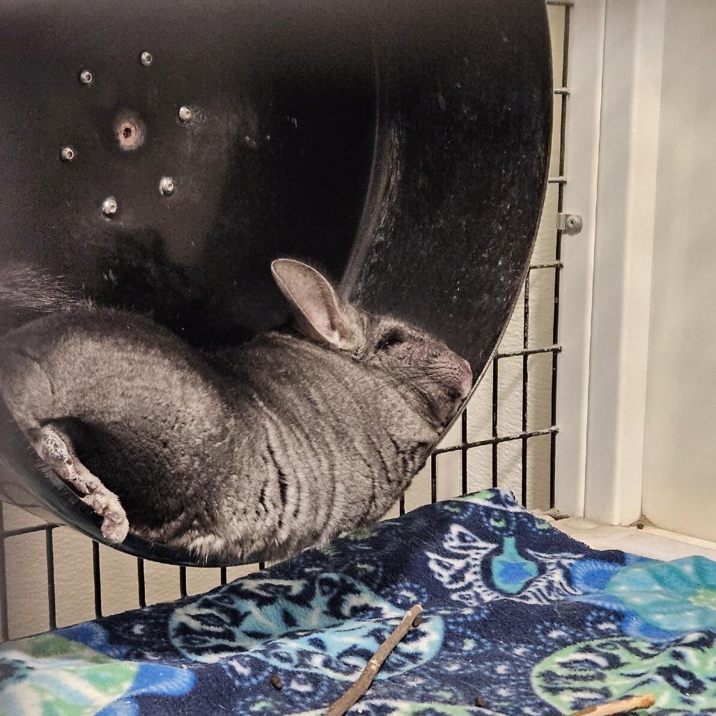Enlarge Viola, a Adoptable Chinchilla in Manchester, CT image 3/5