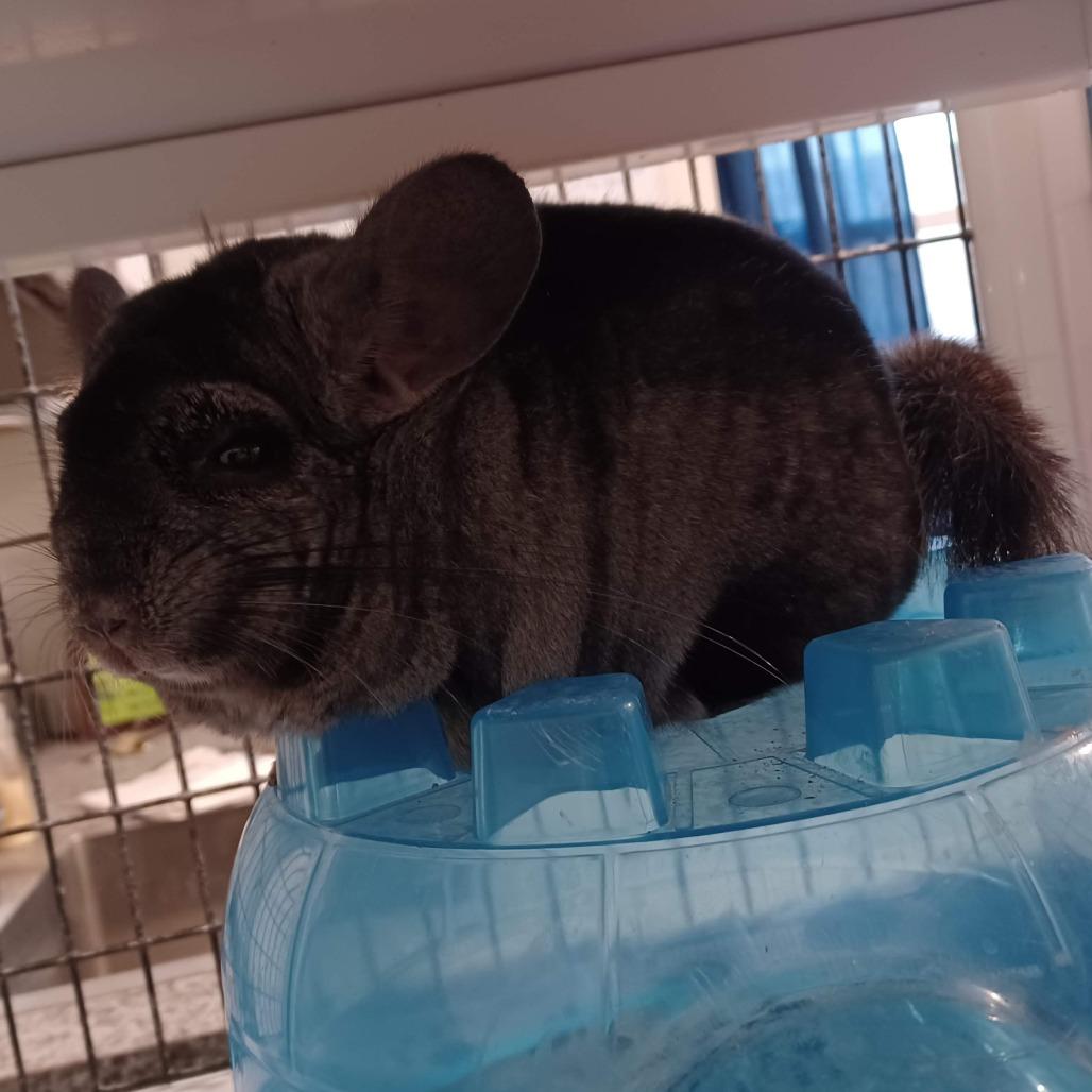 Enlarge Viola, a Adoptable Chinchilla in Manchester, CT image 4/5