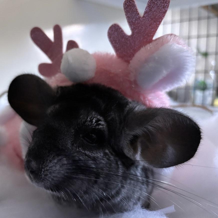 Enlarge Viola, a Adoptable Chinchilla in Manchester, CT image 5/5