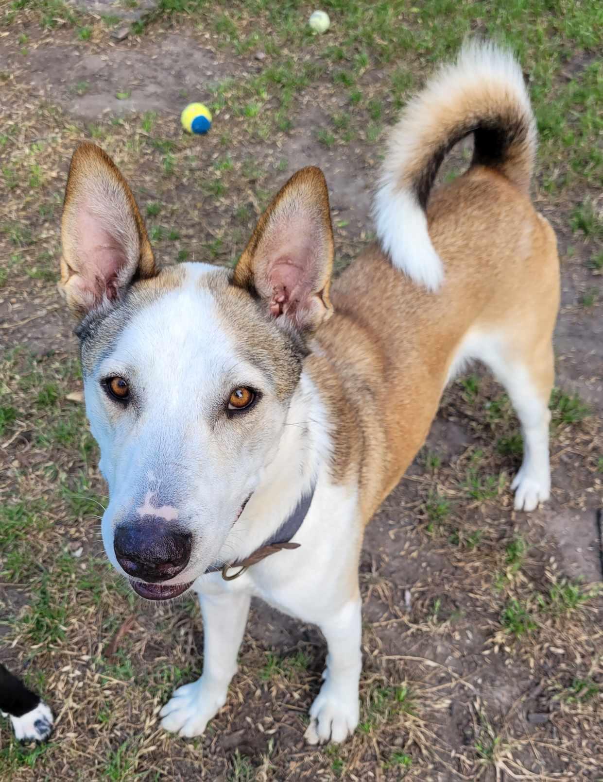 Enlarge Ducky, a Adoptable mixed breed in Washington, PA image 4/5