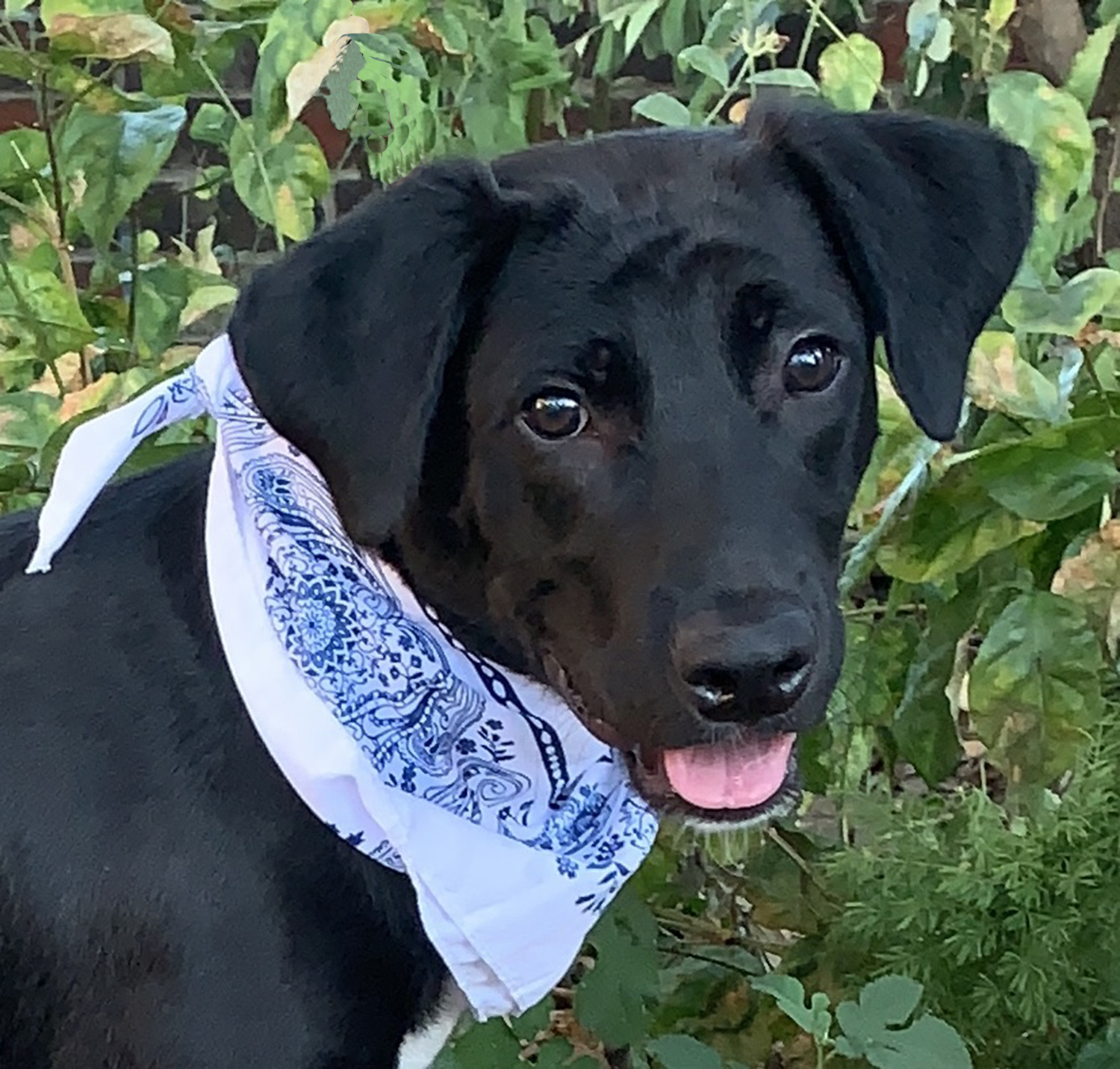 Dog for adoption COAL CUDDLE BUG!, a Labrador Retriever in