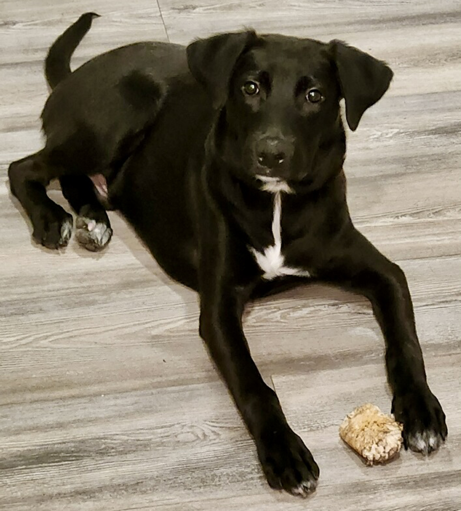 Dog for adoption COAL CUDDLE BUG!, a Labrador Retriever in