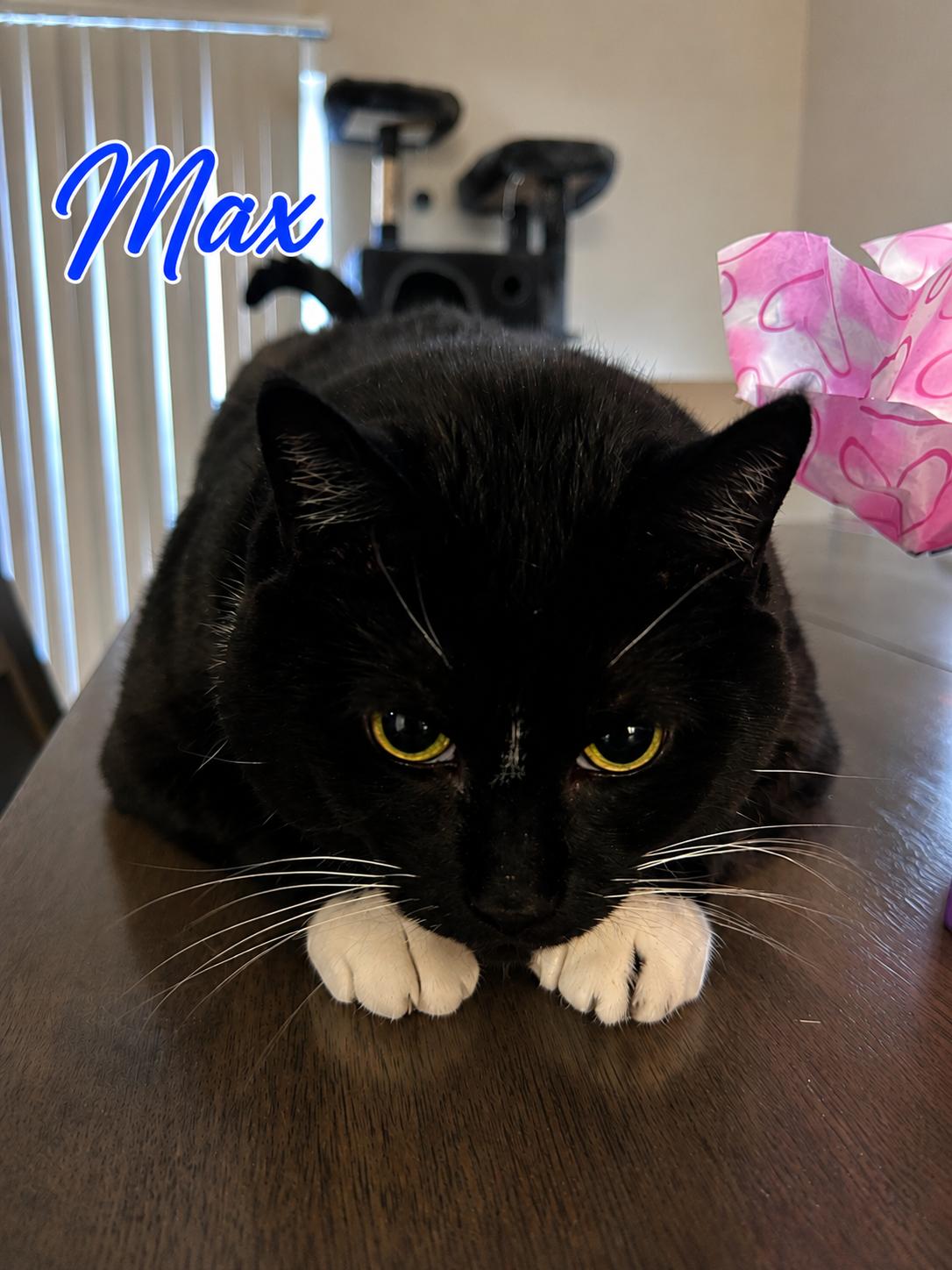 ZZ   Max, Adoptable, Adult Male Tuxedo.