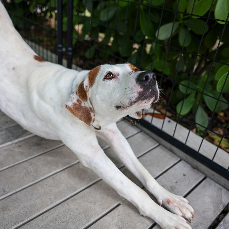 Jacquie, Adoptable, Adult Female Mixed Breed.