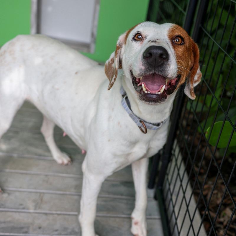 Enlarge Jacquie, a Adoptable Mixed Breed in Bradenton, FL image 2/2