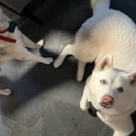Charlie, an adopted Siberian Husky in Traverse City, MI_image-1