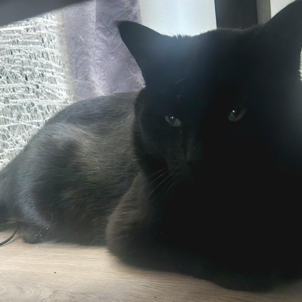 Lucky — thumbnail 2