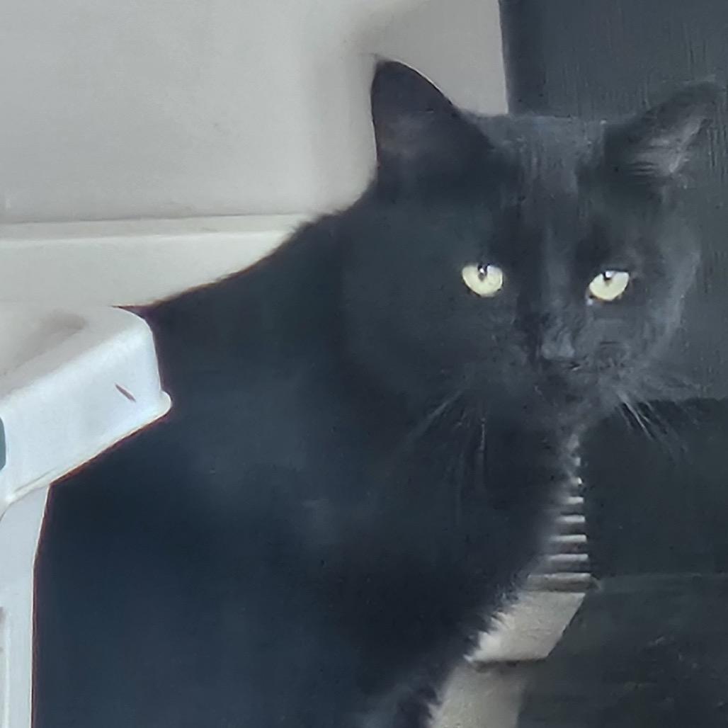 Lucky — thumbnail 3