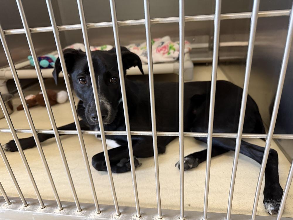 Jet, Adoptable, Adult Male Italian Greyhound & Mixed Breed.