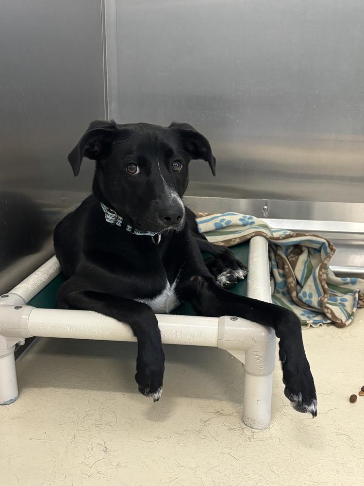 Enlarge Jet, a Adoptable mixed breed in Kalamazoo, MI image 2/2