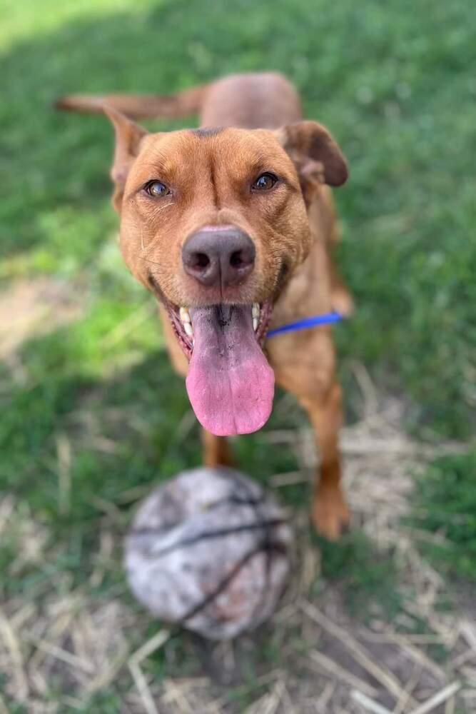 Enlarge Chance, a Adoptable mixed breed in Mishawaka, IN image 1/6