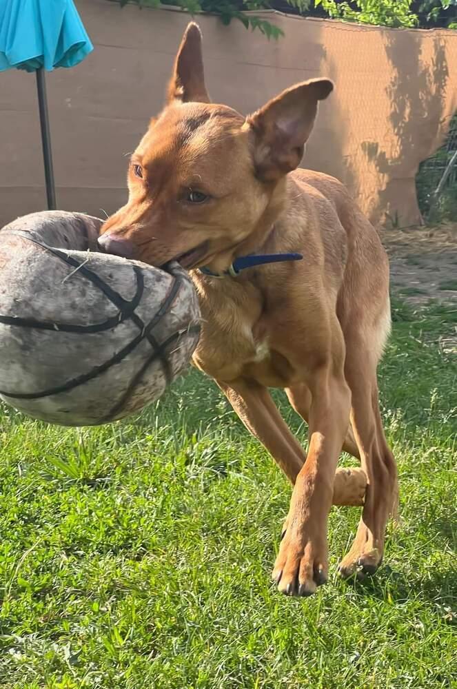 Enlarge Chance, a Adoptable mixed breed in Mishawaka, IN image 2/6
