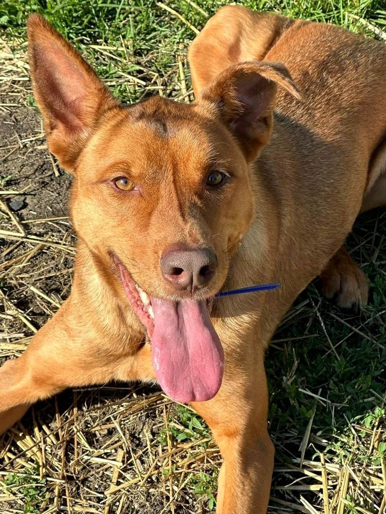 Enlarge Chance, a Adoptable mixed breed in Mishawaka, IN image 3/6