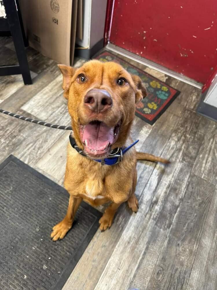 Enlarge Chance, a Adoptable mixed breed in Mishawaka, IN image 4/6